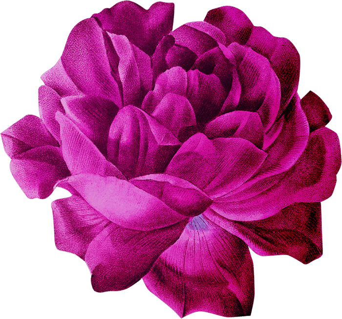 Pink flower Image